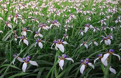 GOG喜加一！现可免费领取《爱丽丝与巨人》